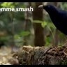 llemmesmashplz