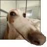 Chulio